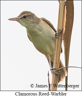 Clamorous Reed Warbler - &copy; James F Wittenberger and Exotic Birding LLC