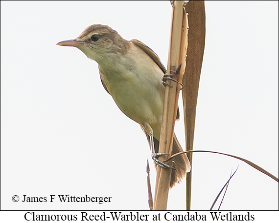Clamorous Reed Warbler - © James F Wittenberger and Exotic Birding LLC Clamorous Reed Warbler - © James F Wittenberger and Exotic Birding LLC