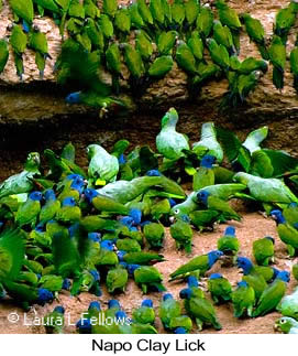 Clay Lick1 - © Laura L Fellows and Exotic Birding LLC