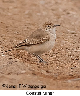 Coastal Miner - © James F Wittenberger and Exotic Birding LLC