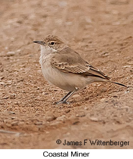 Coastal Miner - © James F Wittenberger and Exotic Birding LLC