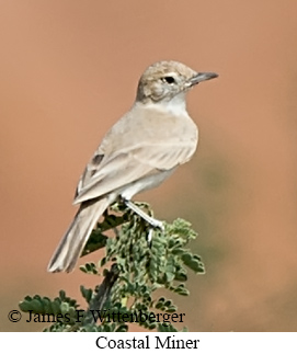 Coastal Miner - &copy; James F Wittenberger and Exotic Birding LLC