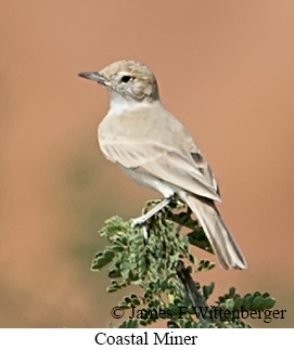 Coastal Miner - &copy; James F Wittenberger and Exotic Birding LLC