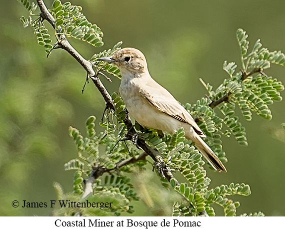 Coastal Miner - &copy; James F Wittenberger and Exotic Birding LLC