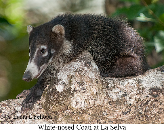 Coatimundi - © James F Wittenberger and Exotic Birding LLC