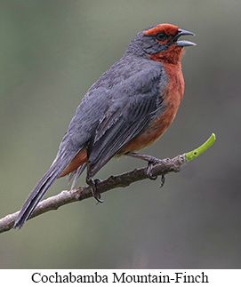 Cochabamba Mountain-Finch - courtesy Cesar Bollatty