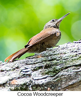 Cocoa Woodcreeper - © James F Wittenberger and Exotic Birding LLC