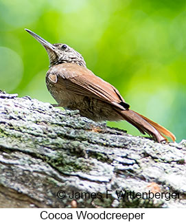 Cocoa Woodcreeper - © James F Wittenberger and Exotic Birding LLC