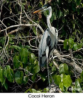 Cocoi Heron - &copy; Laura L Fellows and Exotic Birding Tours