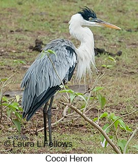 Cocoi Heron - © Laura L Fellows and Exotic Birding LLC