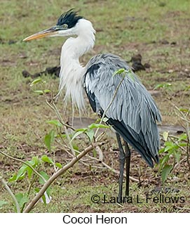 Cocoi Heron - © Laura L Fellows and Exotic Birding LLC