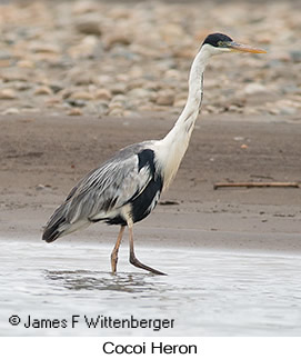 Cocoi Heron - © James F Wittenberger and Exotic Birding LLC