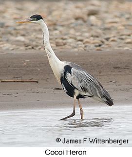 Cocoi Heron - © James F Wittenberger and Exotic Birding LLC