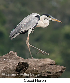 Cocoi Heron - © James F Wittenberger and Exotic Birding LLC