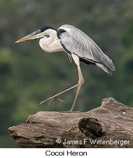 Cocoi Heron - © James F Wittenberger and Exotic Birding LLC