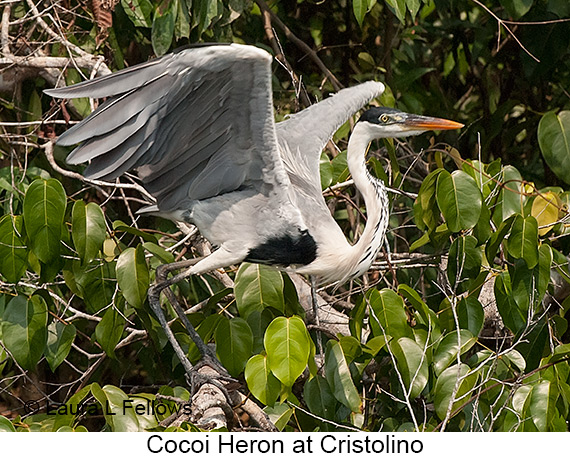 Cocoi Heron - © James F Wittenberger and Exotic Birding LLC Cocoi Heron - © James F Wittenberger and Exotic Birding LLC