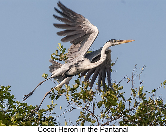 Cocoi Heron - © Laura L Fellows and Exotic Birding LLC Cocoi Heron - © Laura L Fellows and Exotic Birding LLC