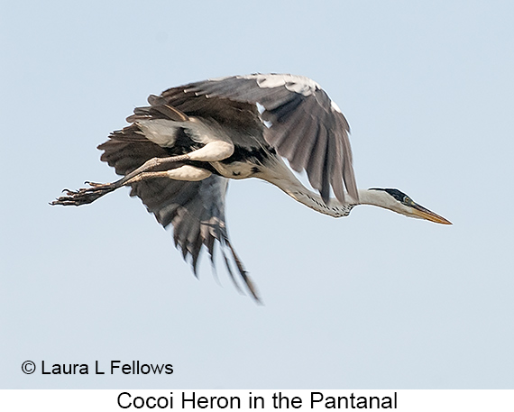Cocoi Heron - © The Photographer and Exotic Birding LLC