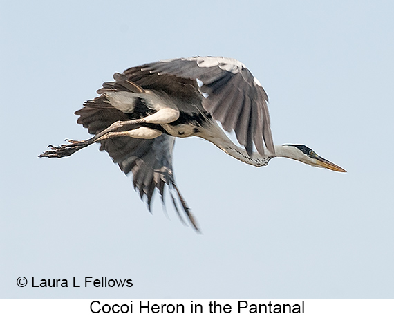 Cocoi Heron - © James F Wittenberger and Exotic Birding LLC