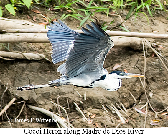 Cocoi Heron - © James F Wittenberger and Exotic Birding LLC