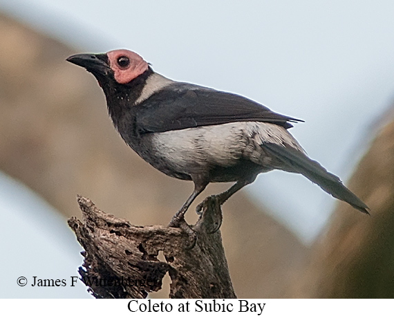 Coleto - © The Photographer and Exotic Birding LLC