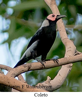 Coleto - © James F Wittenberger and Exotic Birding LLC Coleto - © James F Wittenberger and Exotic Birding LLC