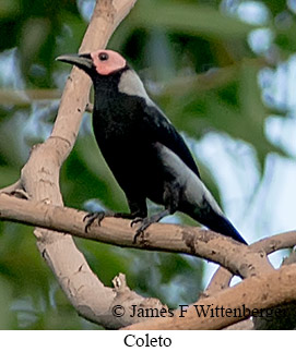 Coleto - © James F Wittenberger and Exotic Birding LLC