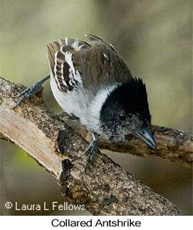 Collared Antshrike - © Laura L Fellows and Exotic Birding LLC