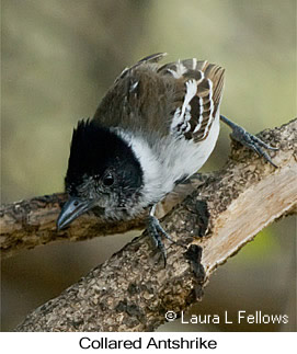 Collared Antshrike - © Laura L Fellows and Exotic Birding LLC