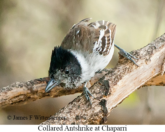 Collared Antshrike - &copy; James F Wittenberger and Exotic Birding LLC