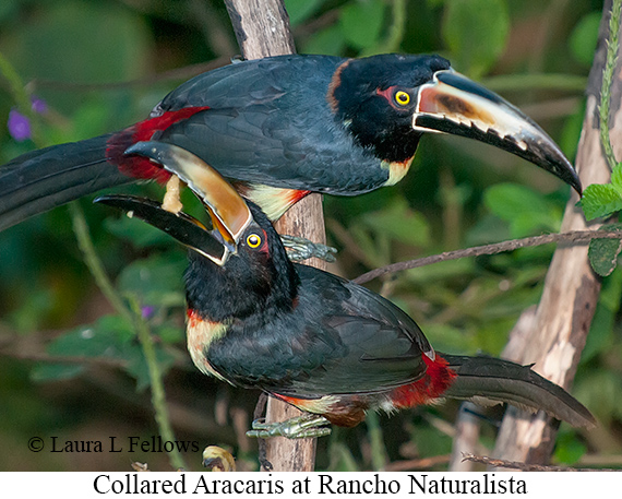 Collared Aracari - © James F Wittenberger and Exotic Birding LLC