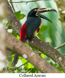 Collared Aracari - © Laura L Fellows and Exotic Birding LLC