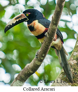 Collared Aracari - © Laura L Fellows and Exotic Birding LLC