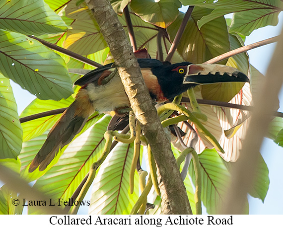 Collared Aracari - © James F Wittenberger and Exotic Birding LLC