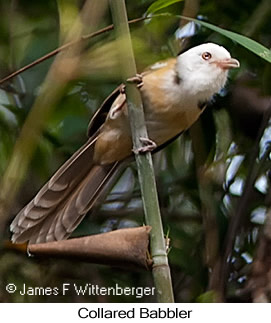 Collared Babbler - © James F Wittenberger and Exotic Birding LLC