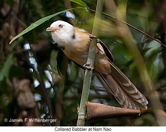 Collared Babbler - © James F Wittenberger and Exotic Birding LLC