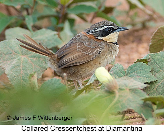 Collared Crescentchest - © James F Wittenberger and Exotic Birding LLC Collared Crescentchest - © James F Wittenberger and Exotic Birding LLC