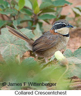 Collared Crescentchest - © James F Wittenberger and Exotic Birding LLC