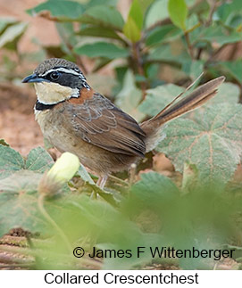 Collared Crescentchest - © James F Wittenberger and Exotic Birding LLC