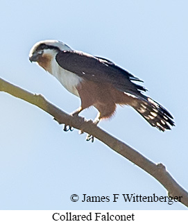 Collared Falconet - © James F Wittenberger and Exotic Birding LLC