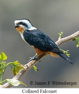 Collared Falconet - © James F Wittenberger and Exotic Birding LLC