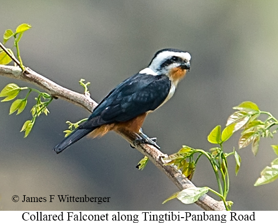 Collared Falconet - © James F Wittenberger and Exotic Birding LLC