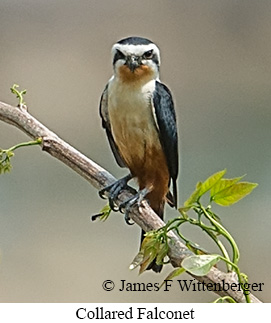 Collared Falconet - © James F Wittenberger and Exotic Birding LLC
