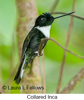 Collared Inca - © Laura L Fellows and Exotic Birding Tours