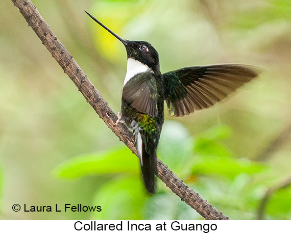 Collared Inca - © The Photographer and Exotic Birding LLC