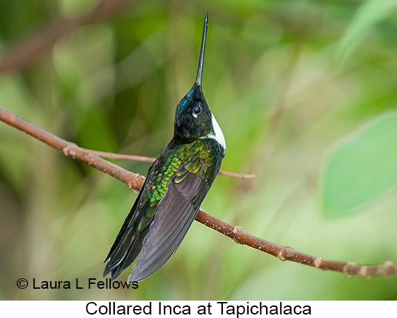 Collared Inca - © The Photographer and Exotic Birding LLC