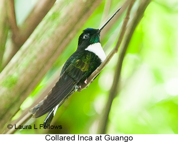 Collared Inca - © Laura L Fellows and Exotic Birding LLC