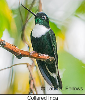 Collared Inca - © Laura L Fellows and Exotic Birding Tours