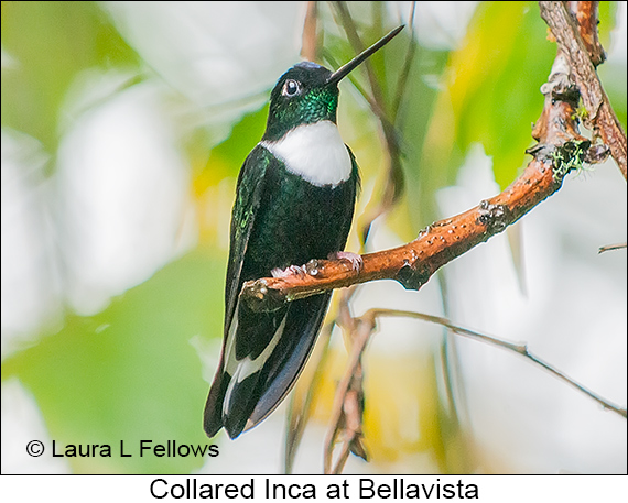 Collared Inca - © Laura L Fellows and Exotic Birding LLC