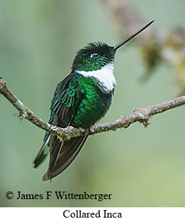 Collared Inca - © James F Wittenberger and Exotic Birding LLC